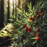 Butcher's Broom (Ruscus aculeatus)