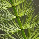 Horsetail Extract
