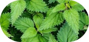 Nettle Root