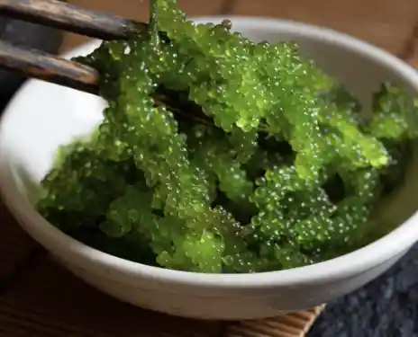 Chlorella