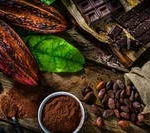 Cocoa Bean Extract