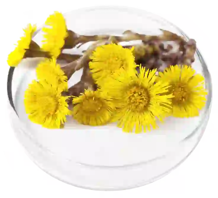 Coltsfoot Extract