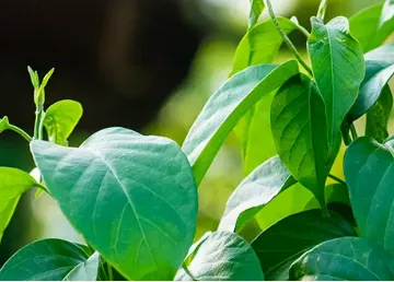 Gymnema Sylvestre Leaf