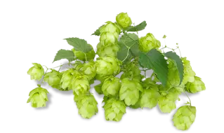 Hops