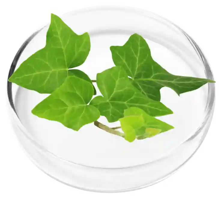 Ivy Extract