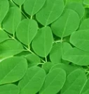 Moringa