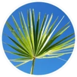 Saw-Palmetto