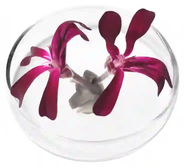 Umckaloabo Extract